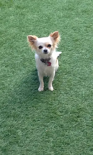 Nom Chihuahua Chien Ivana