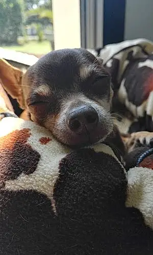 Nom Chihuahua Chien Harold