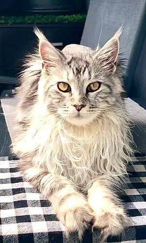 Nom Maine Coon Chat Lisy