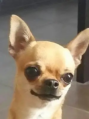 Nom Chihuahua Chien Mignonne