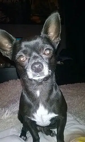 Nom Chihuahua Chien Chipper