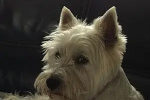 Nom West Highland White Terrier Chien Flip