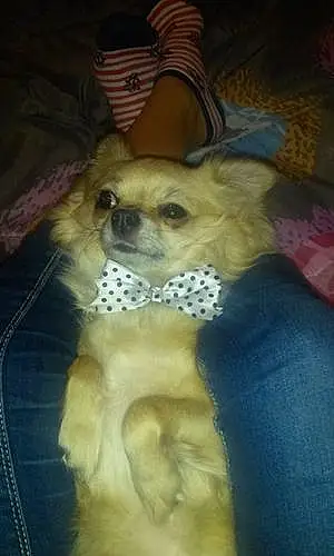 Nom Chihuahua Chien Helfy