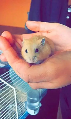 Nom Hamster Russe Chocapic