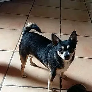 Nom Chihuahua Chien Fidgi