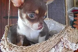 Nom Chihuahua Chien Michoko