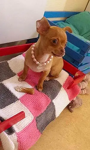 Nom Chihuahua Chien Lisy