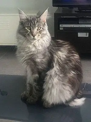 Nom Maine Coon Chat Lancome
