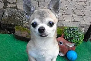 Nom Chihuahua Chien Yankee