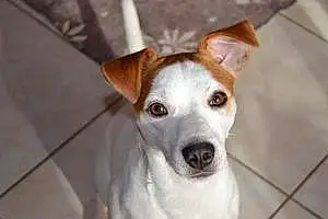 Nom Jack Russell Chien Gini