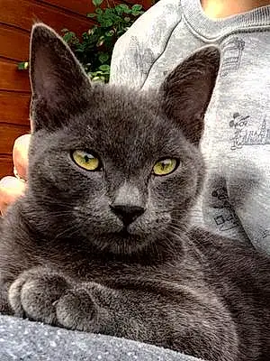 Nom Chartreux Chat Scarface