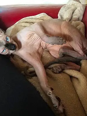 Nom Sphynx Chat Nuance