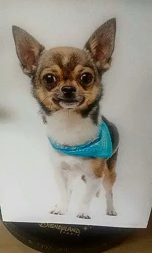 Nom Chihuahua Chien Jarko