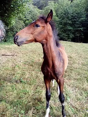 Quarter Horse Popolino