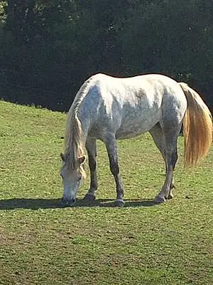 Welsh Pony and Cob Caline