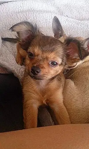 Nom Chihuahua Chien Pitchu
