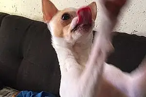 Nom Chihuahua Chien Miami