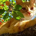 Chat, Felidae, Small To Medium-sized Cats, Moustaches, Carnivore, Leaf, Arbre, Faon, Branch, Plante, German Rex, European Shorthair