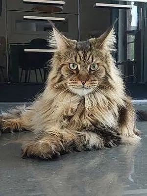 Nom Maine Coon Chat Sidney
