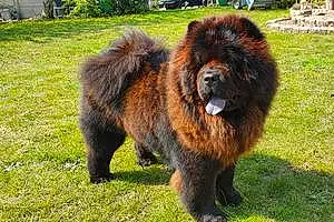 Nom Chow Chow Chien Roby