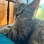 Chat, Carnivore, Small To Medium-sized Cats, Felidae, Grey, Comfort, Moustaches, Museau, Terrestrial Animal, Poil, Domestic Short-haired Cat, Griffe, Fenêtre, Assis, Electric Blue, Queue, Patte
