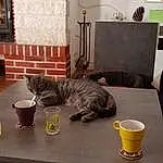 Chat, Felidae, Small To Medium-sized Cats, European Shorthair, Room, Table, Interior Design, Domestic Short-haired Cat, Moustaches, Meubles, Bois, Carnivore, Queue, American Shorthair, Chat tigré, Living Room, Home, Ocicat