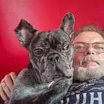 Chien, Race de chien, Carnivore, Oreille, Jaw, Moustaches, Chien de compagnie, Faon, Wrinkle, Working Animal, Comfort, Museau, Beard, Canidae, Bulldog, Eyewear, Toy Dog, Facial Hair, Terrestrial Animal