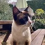 Chat, Plante, Yeux, Felidae, Carnivore, Ciel, Small To Medium-sized Cats, Moustaches, Sunlight, Herbe, Faon, Arbre, Siamois, Museau, Queue, Bois, Poil, Domestic Short-haired Cat, Outdoor Bench, Terrestrial Animal