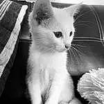 Chat, Blanc, Felidae, Carnivore, Small To Medium-sized Cats, Moustaches, Black-and-white, Style, Museau, Noir & Blanc, Monochrome, Queue, Patte, Domestic Short-haired Cat, Poil, Griffe, Terrestrial Animal, Comfort, Photography