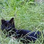 Chat, Felidae, Herbe, Small To Medium-sized Cats, Chats noirs, Carnivore, Plante, Domestic Short-haired Cat, Moustaches