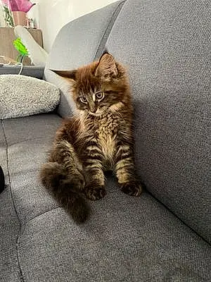 Nom Maine Coon Chat Mew