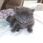 Chat, Small To Medium-sized Cats, Felidae, Chatons, Carnivore, British Longhair, Moustaches, Nebelung, Korat, Chats noirs, Bleu russe, Yeux, British Semi-longhair, Domestic Long-haired Cat, Norvégien, Persan, Maine Coon, Napoleon Cat