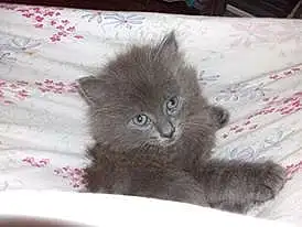 Chat, Small To Medium-sized Cats, Felidae, Chatons, Nebelung, British Longhair, Carnivore, Norvégien, Moustaches, British Semi-longhair, Domestic Long-haired Cat, Ragamuffin, Persan, Chats noirs, Maine Coon, Asian Semi-longhair, Angora turc, Korat