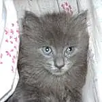 Chat, Small To Medium-sized Cats, Felidae, Moustaches, Chatons, Nebelung, Korat, Carnivore, British Longhair, Norvégien, Chartreux, Domestic Long-haired Cat, British Semi-longhair, Bleu russe, Chats noirs