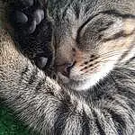 Chat, Small To Medium-sized Cats, Felidae, Chat tigré, Moustaches, European Shorthair, Dragon Li, Egyptian Mau, Carnivore, Museau, Poil, American Shorthair, Domestic Short-haired Cat, Chatons, Pixie-bob, Close-up, Ciel, Sieste, Sleep, Asiatique