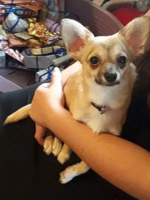 Nom Chihuahua Chien Pipper