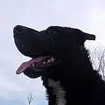 Chien, Canidae, Race de chien, Nez, Carnivore, Ciel, Museau, Black Norwegian Elkhound, Labrador Retriever, Rare Breed (dog), Retriever