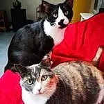 Chat, Small To Medium-sized Cats, Felidae, Moustaches, Carnivore, Domestic Short-haired Cat, American Wirehair, Chatons, European Shorthair, German Rex, Polydactyl Cat