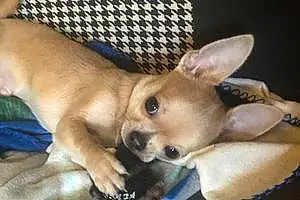 Nom Chihuahua Chien Nacho