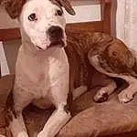 Chien, Race de chien, Canidae, Carnivore, American Pit Bull Terrier, Whippet, Pit Bull, Non-sporting Group, Faon, American Staffordshire Terrier, American Bulldog, Catahoula Bulldog, Rare Breed (dog), Chien de compagnie