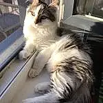 Chat, Small To Medium-sized Cats, Felidae, Moustaches, Carnivore, Domestic Long-haired Cat, NorvÃ©gien, Poil, Ragamuffin, SibÃ©rien, Chatons, Chat de lâ€™EgÃ©e, British Semi-longhair, Maine Coon