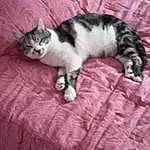 Chat, Comfort, Felidae, Textile, Carnivore, Small To Medium-sized Cats, Grey, Moustaches, Queue, Museau, Poil, Linens, Domestic Short-haired Cat, Terrestrial Animal, Pattern, Patte, Bed, Bois, Sieste
