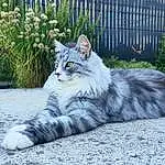 Chat, Plante, Yeux, Felidae, Carnivore, Small To Medium-sized Cats, Grey, Moustaches, Road Surface, Herbe, Fence, Museau, Queue, Terrestrial Animal, Poil, Domestic Short-haired Cat, Assis, Asphalt, City, Patte