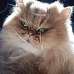 Chat, Small To Medium-sized Cats, Moustaches, Felidae, Poil, Domestic Long-haired Cat, Persan, British Longhair, Carnivore, Nez, British Semi-longhair, Asian Semi-longhair, Yeux, Museau, Ragamuffin, Oreille, Faon, NorvÃ©gien