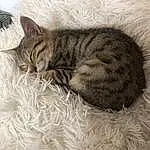 Chat, Small To Medium-sized Cats, Felidae, Chat tigrÃ©, Moustaches, Carnivore, Bengal, Dragon Li, Chatons, European Shorthair, Poil, Sieste, Asiatique, Sleep, American Shorthair, Domestic Short-haired Cat, Ocicat, Pixie-bob, Bed