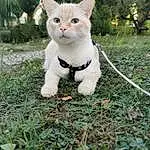 Chat, Small To Medium-sized Cats, Felidae, Moustaches, Herbe, Carnivore, Domestic Short-haired Cat, Yeux, Chat de lâ€™EgÃ©e, Chatons, Chat tigrÃ©, Arbre, Queue, German Rex, European Shorthair, Polydactyl Cat, American Wirehair, Faon, Asiatique
