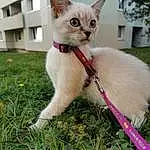 Chat, Small To Medium-sized Cats, Felidae, Carnivore, Moustaches, Herbe, Queue, Colorpoint Shorthair, Khao Manee, Chatons, Angora turc, Faon, Asiatique, Domestic Short-haired Cat, Thai, Plante, Leash