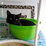 Chat, Felidae, Plumbing Fixture, Carnivore, Pet Supply, Small To Medium-sized Cats, Moustaches, Cat Supply, Household Supply, Queue, Chats noirs, Domestic Short-haired Cat, Bombay, Hardwood, Room, Comfort, Shelf, Bois, Herbe