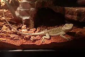 Reptile Léopold