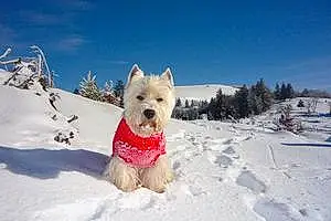 Nom West Highland White Terrier Chien Alix